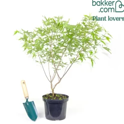 Gatellier nain Pink pinnacle - Fleurs roses tout l'été