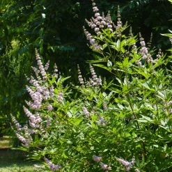 Gatellier nain Pink pinnacle - Fleurs roses tout l'été