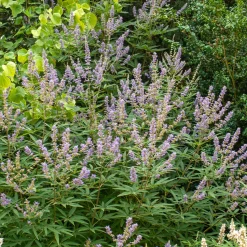 Gattilier à grandes feuilles - Un été violet sans effort