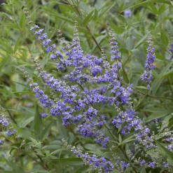 Gattilier à grandes feuilles - Un été violet sans effort