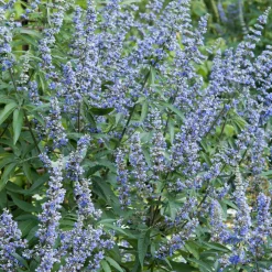 Gattilier à grandes feuilles - Un été violet sans effort