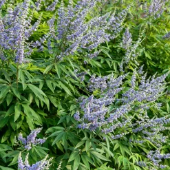 Gattilier à grandes feuilles - Un été violet sans effort