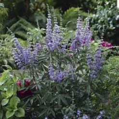 Gattilier à grandes feuilles - Un été violet sans effort