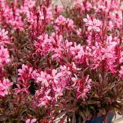 Gaura Crimson Butterflies - Un nuage de papillons roses