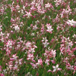 Gaura Rosyjane - Un nuage rose tout l'été