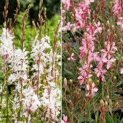 2 Gauras blanc et rose en mélange - Nuage fleuri tout l'été