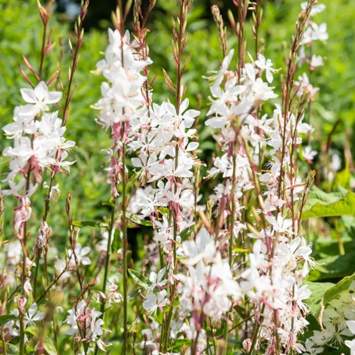 2 Gauras blanc et rose en mélange - Nuage fleuri tout l'été