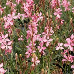 2 Gauras blanc et rose en mélange - Nuage fleuri tout l'été