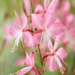 Gaura 'Siskiyou Pink' - Un nuage rose tout l'été