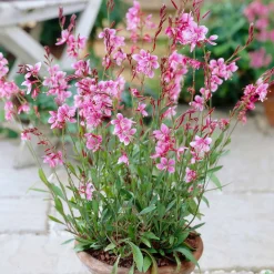 Gaura 'Siskiyou Pink' - Un nuage rose tout l'été