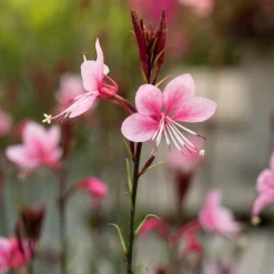 Gaura 'Siskiyou Pink' - Un nuage rose tout l'été