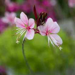 Gaura 'Siskiyou Pink' - Un nuage rose tout l'été