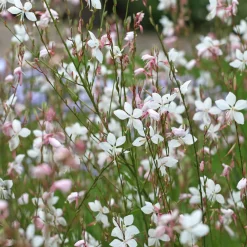 Gaura Summer Breeze - Un nuage de fleurs tout l'été