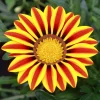 Gazania Big Kiss Yellow Flame - Du soleil qui refuse la pluie