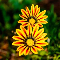 Gazania Big Kiss Yellow Flame - Du soleil qui refuse la pluie