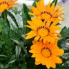 Gazania orange - Soleil garanti tout l'été