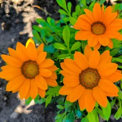 Gazania orange - Soleil garanti tout l'été