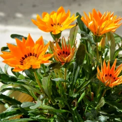 Gazania orange - Soleil garanti tout l'été