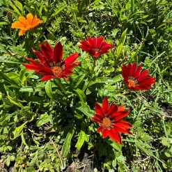 Gazania rouge - Le soleil en fleur