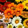 3 Gazanias en mélange - Le soleil dans votre jardin