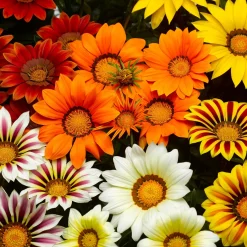 3 Gazanias en mélange - Le soleil dans votre jardin