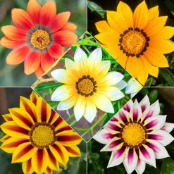 3 Gazanias en mélange - Le soleil dans votre jardin