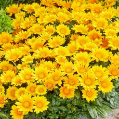 Gazania Suncarpet® - Un tapis de soleil garanti