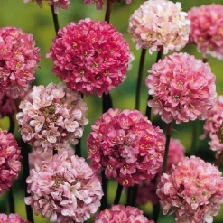 Gazon d'Espagne Ballerina Lilac - Des pompons roses sans effort