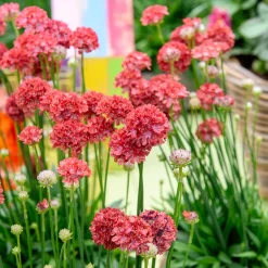 Gazon d'Espagne Ballerina rouge - Des pompons rouges tout l'été