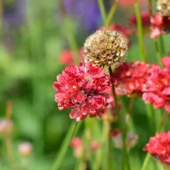 Gazon d'Espagne Ballerina rouge - Des pompons rouges tout l'été