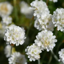 Gazon d'Espagne blanc - Coussins blancs sans effort