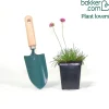 Gazon d'Espagne Dusseldorfer Stolz - Des coussins fleuris tout l'été