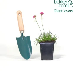 Gazon d'Espagne Dusseldorfer Stolz - Des coussins fleuris tout l'été