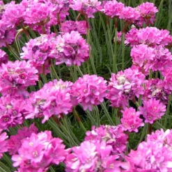 Gazon d'Espagne Dusseldorfer Stolz - Des coussins fleuris tout l'été