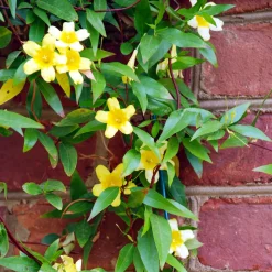 Gelsemium sempervirens - Un mur de fleurs jaunes