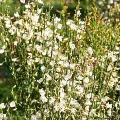 Genêt blanc - Nuage blanc au printemps