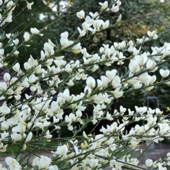 Genêt blanc - Nuage blanc au printemps