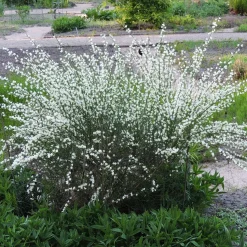 Genêt blanc - Nuage blanc au printemps