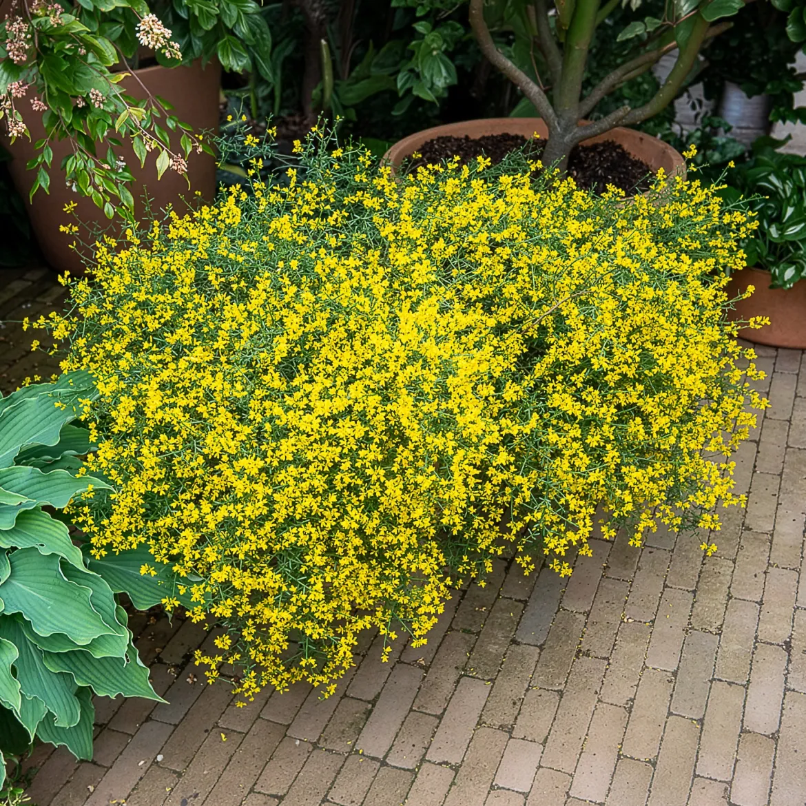 Genêt de Lydie - Une cascade jaune sans effort