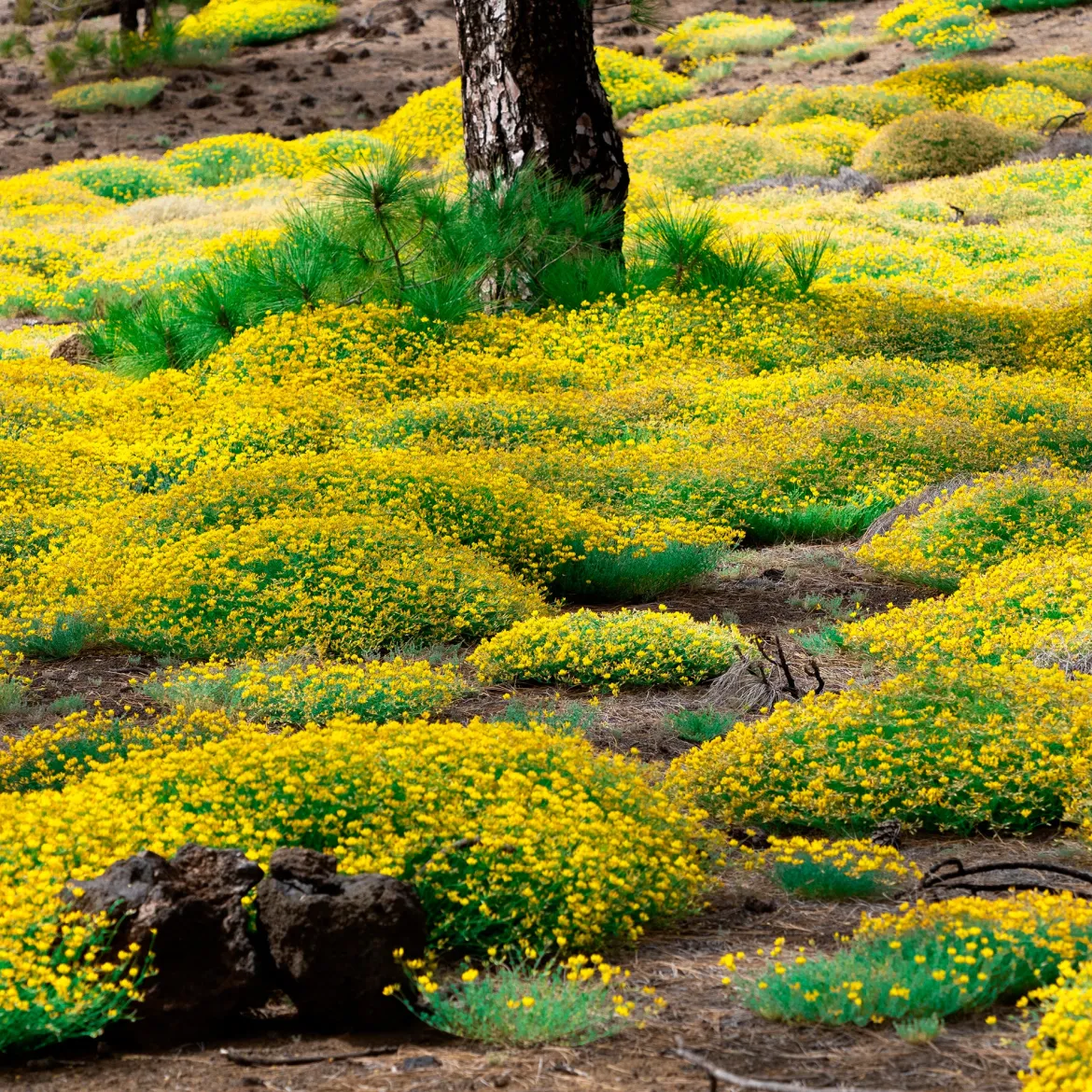 Genêt de Lydie - Une cascade jaune sans effort