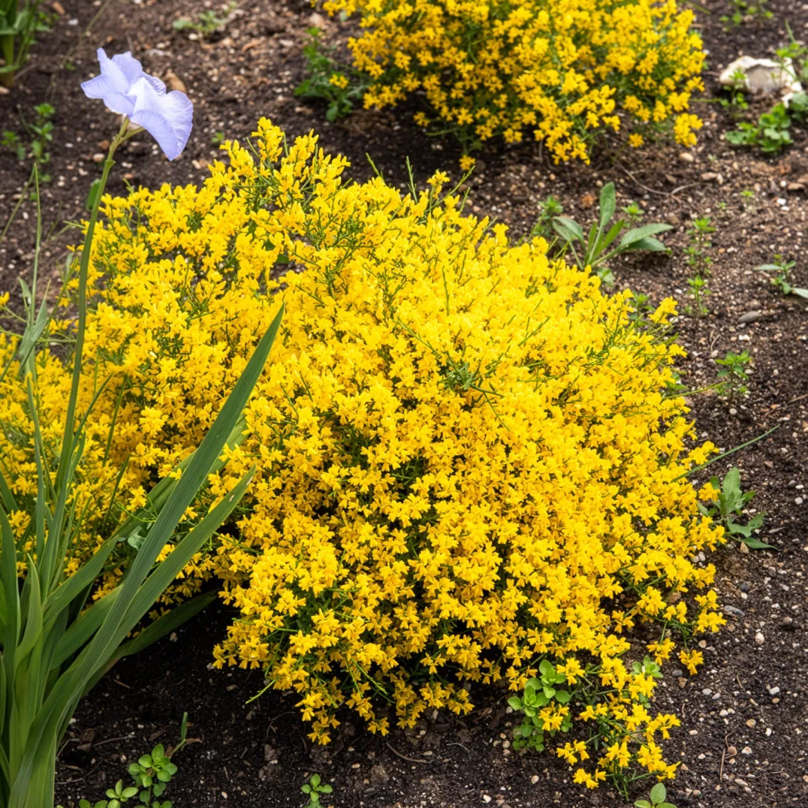 Genêt de Lydie - Une cascade jaune sans effort