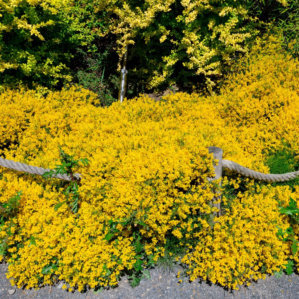 Genêt de Lydie - Une cascade jaune sans effort
