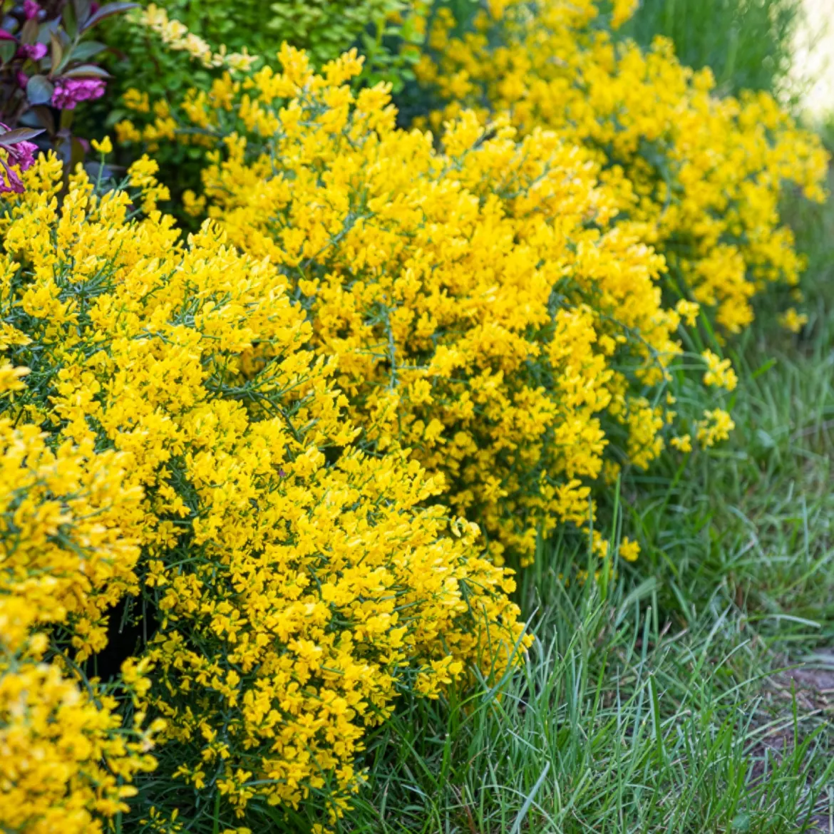 Genêt de Lydie - Une cascade jaune sans effort