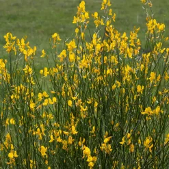 Genêt d'Espagne - Du jaune soleil sans effort