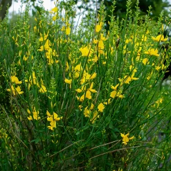 Genêt d'Espagne - Du jaune soleil sans effort