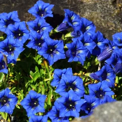 Gentiane acaule - Le bleu pur en rocaille