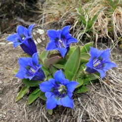 Gentiane acaule - Le bleu pur en rocaille