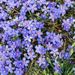Gentiane bleue - Un bleu pur tout l'été