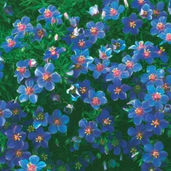 Gentiane bleue - Un bleu pur tout l'été