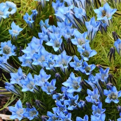 Gentiane Blue Star® - Le bleu qui illumine l'ombre
